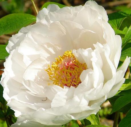 white peony