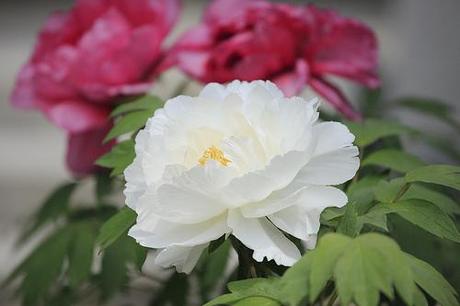 white peony