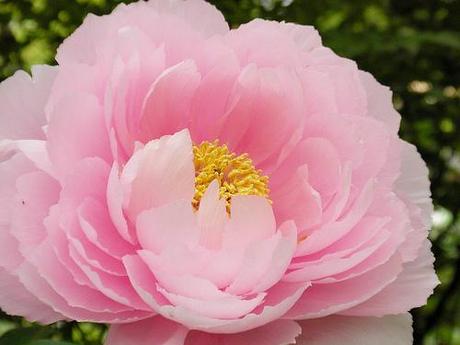 peony flower