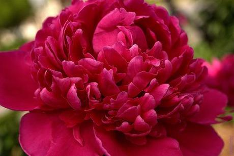 Purple Peony