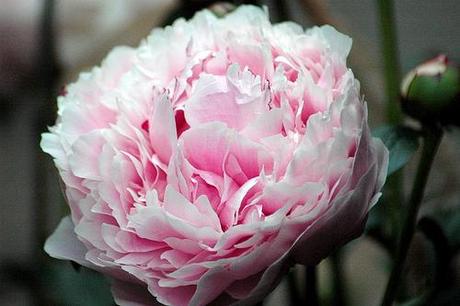 Peony