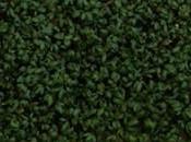 WIFI Stops Cress Growing