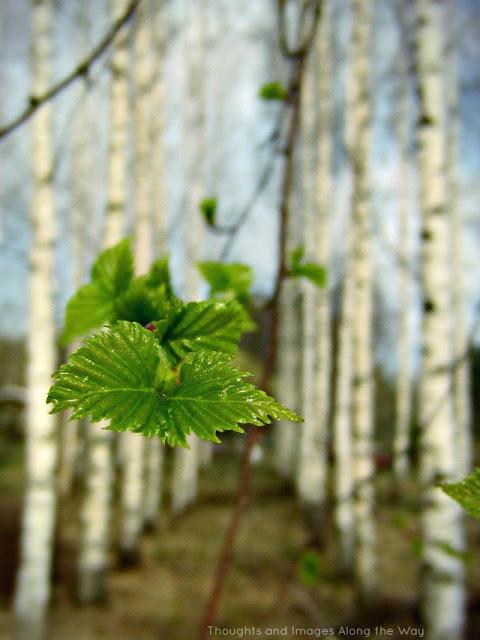 Birch trees in spring {Nurture Photography Finale}