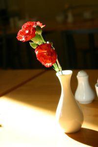 668793_red_carnation_on_table_1