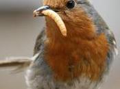 Featured Animal: Robin