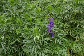 Aconitum napellus (18/05/2013, Kew Gardens, London)