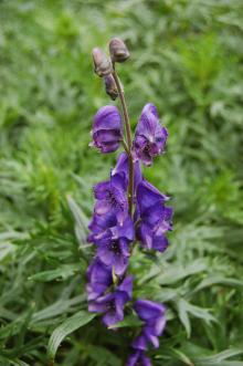 Aconitum napellus Flower (18/05/2013, Kew Gardens, London)