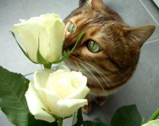 sophie-stop-and-smell-the-roses-BellaPetite