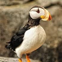 July In Scotland July In Scotland