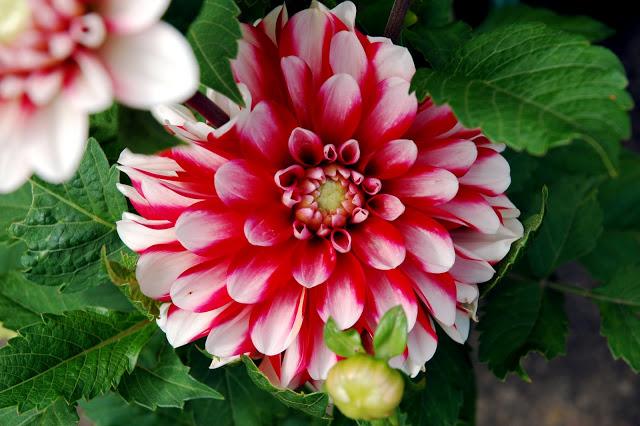 Dahlia day.  Taking the plunge.