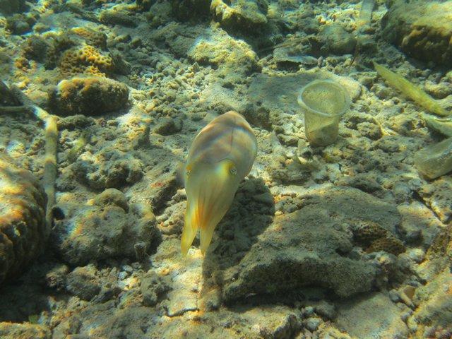 Flight of the cuttlefish