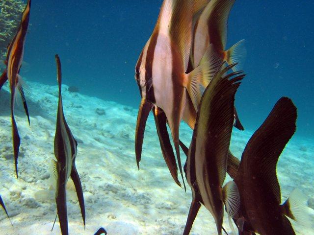 spadefish