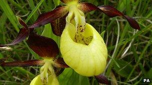 Lady Slipper Orchid to have its own security team