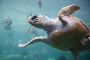 The underside of a loggerhead sea turtle 