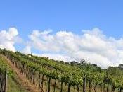 Italian Wine Piacenza Hills: Gutturnio
