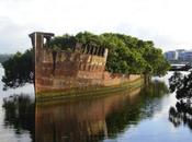 Floating Forest Year Abandoned Ship