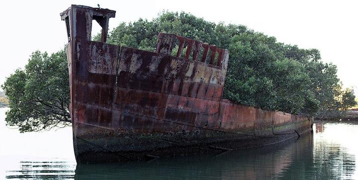 Floating Forest on a 100 year old Abandoned Ship
