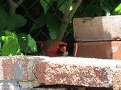 Cardinal Enjoys Lunch