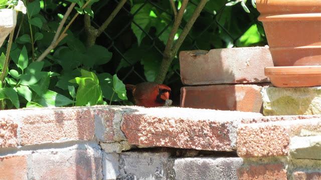 A-Cardinal-Eats-His-Lunch