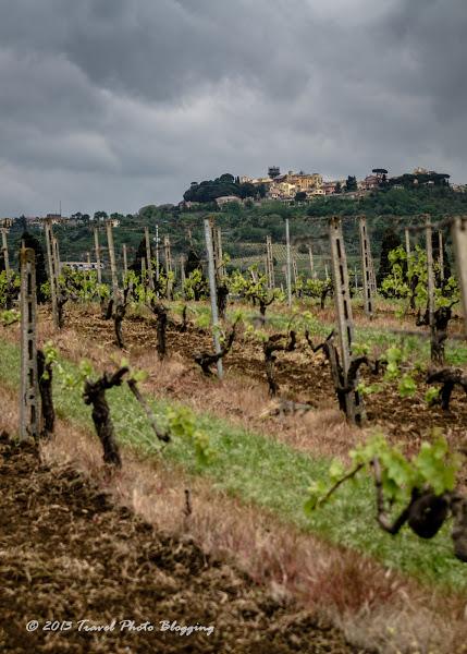 Frascati Wine Tasting from Rome