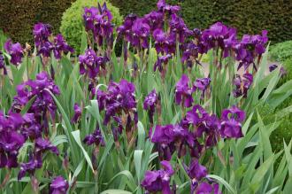 Plant of the Week: Iris Germanica - Paperblog