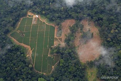 U.S. Herakles Farms Halts Cameroon Palm Oil Development