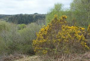 Bunny's Hill, Cardinham (photo: Amanda Scott)