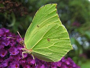 English: Brimstone butterfly The Brimstone Gon...