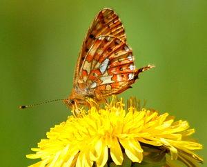 English: The Pearl-bordered Fritillary (Bolori...