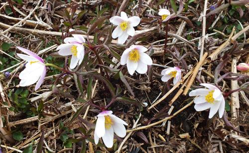 Wood anemone