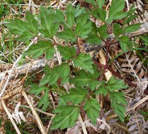 Cornish Bladderseed leaves (Photo: Amanda Scott)