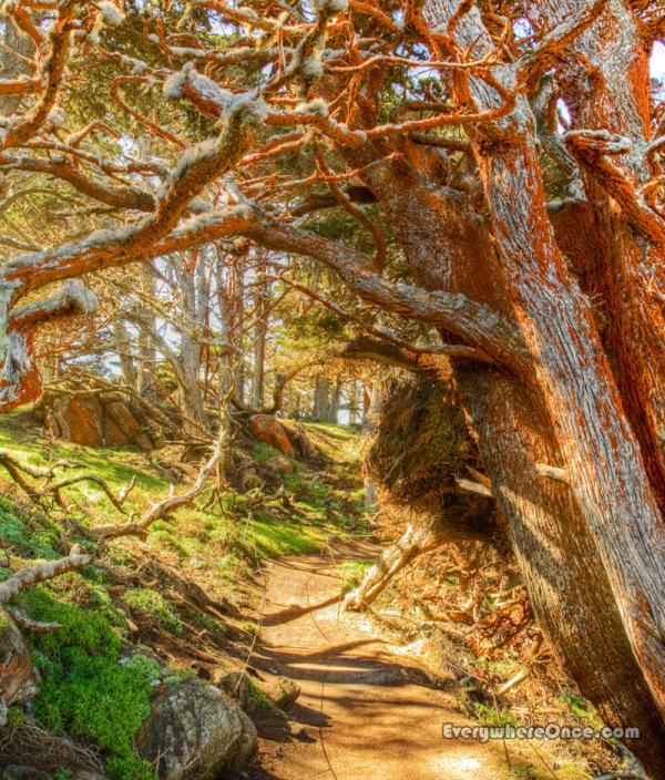 Point Lobos Cypress Grove Trail