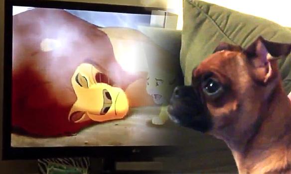 Cute DOG Reacts to Dramatic Scene From Lion King!