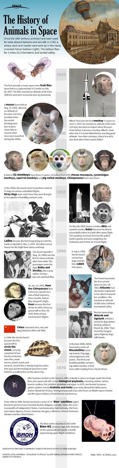 Animals In Space, Then & Now