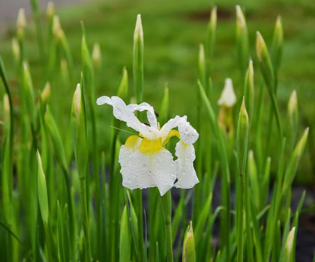 Siberian Iris 'Snow Queen'