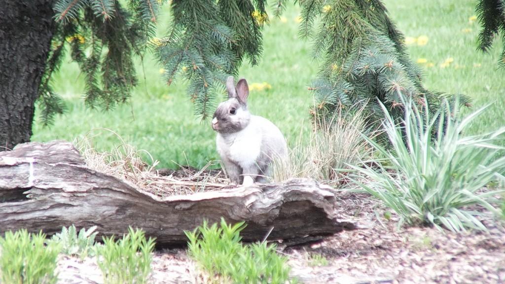 White and gray rabbit  - looks at me -  Milliken Park - Toronto -  Ontario
