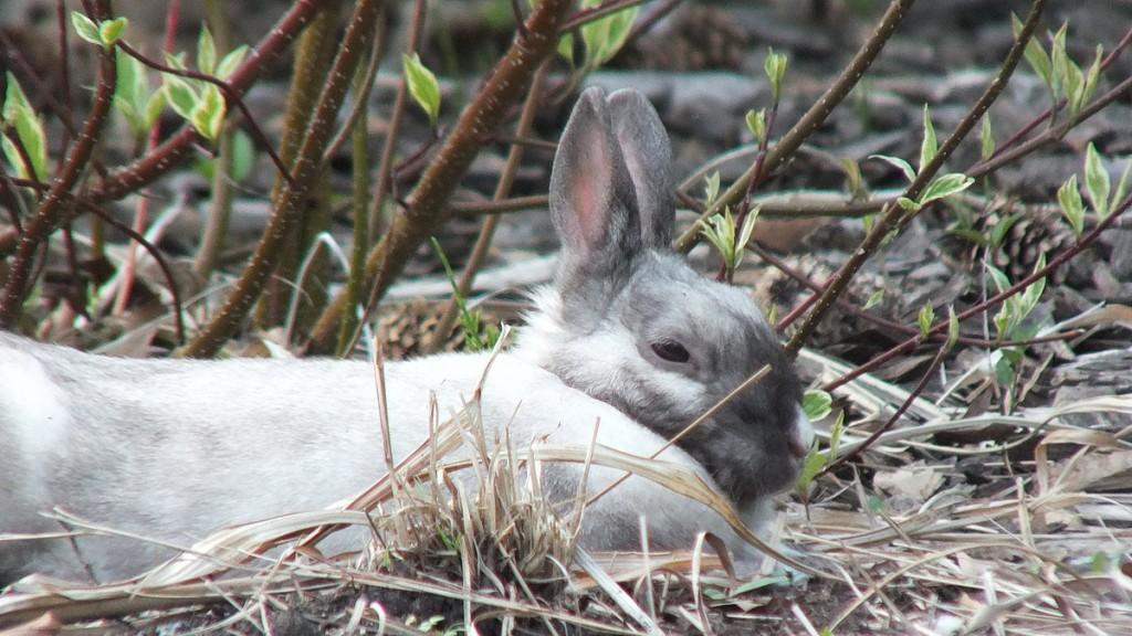 White and gray rabbit at Milliken Park - Toronto - Ontario