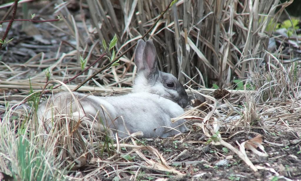White and gray rabbit  - profile right side  -  Milliken Park - Toronto -  Ontario