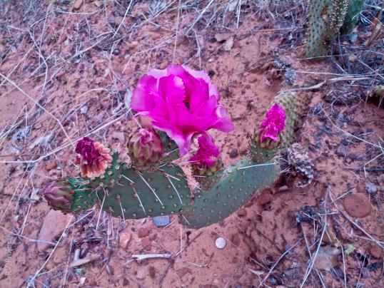 The cacti were blooming on our hike to Angel's Landing at Zion.