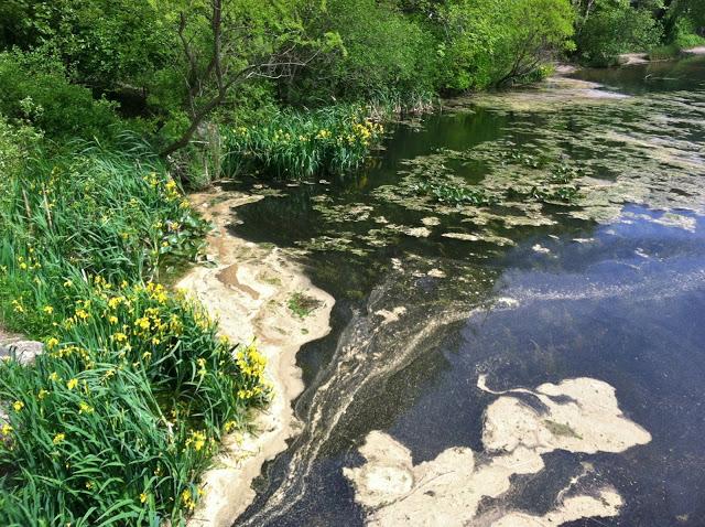 Massapequa-Nature-Preserve's-Yellow-Irises