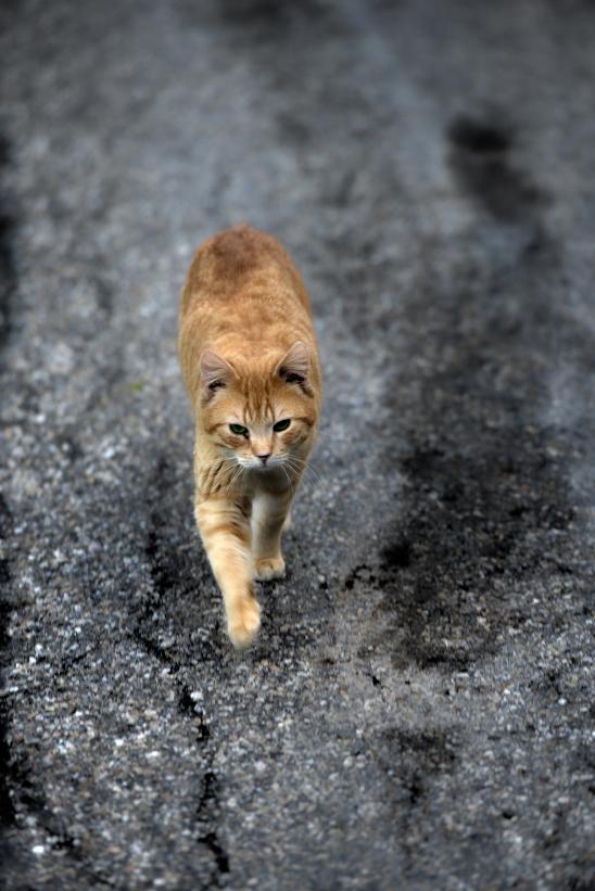 artborghi stray cat