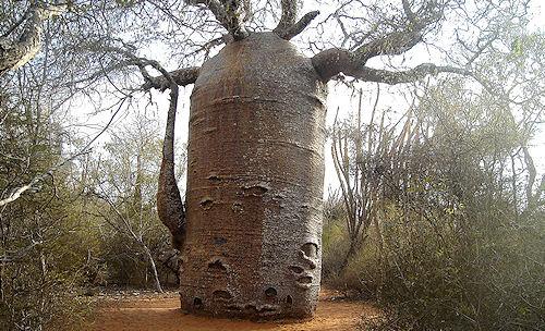 15 Famous Living Trees