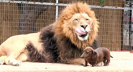 Dachshund Milo Is Lion's Best Friend - And Dentist