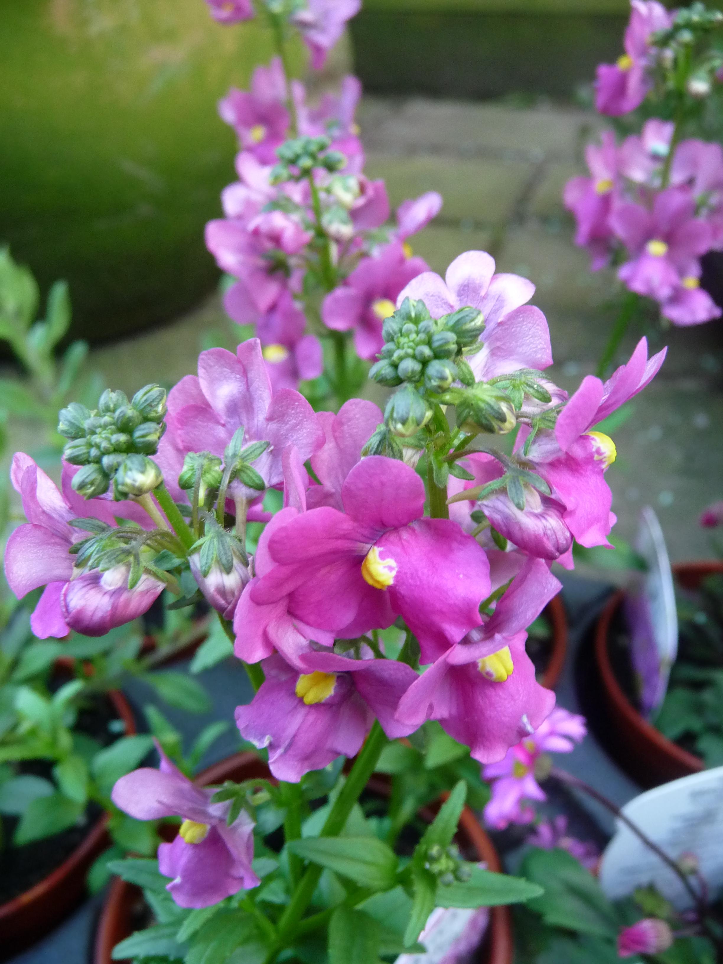 Containers for summer colour