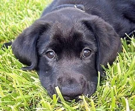 black lab