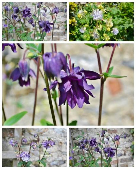 aquilegia (819x1024)