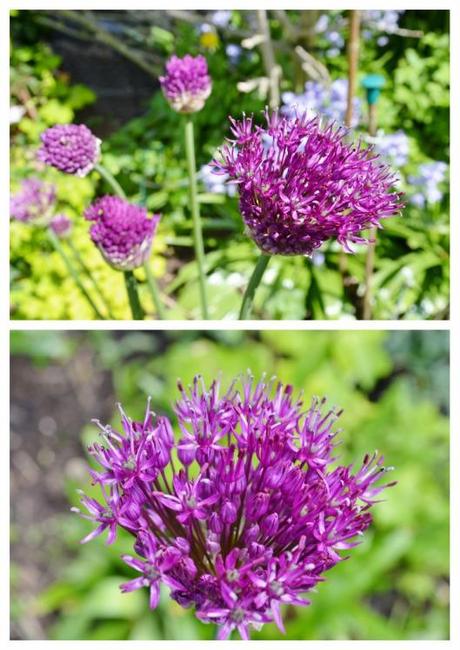 alliums (724x1024)