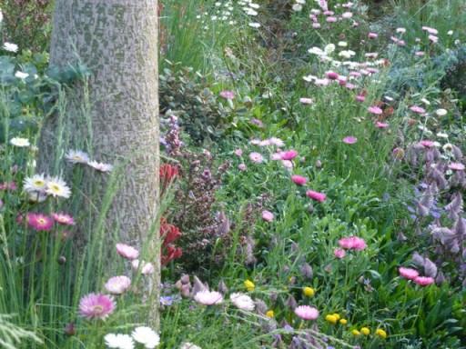 flowers in the shade at chelsea