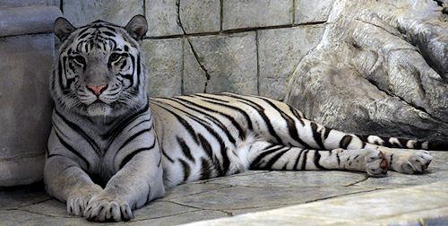 Mystery Of The White Tiger's Coat Solved