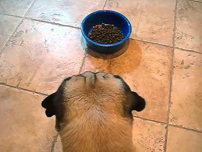 VIDEO: See the WORLD'S Most Patient PUG!